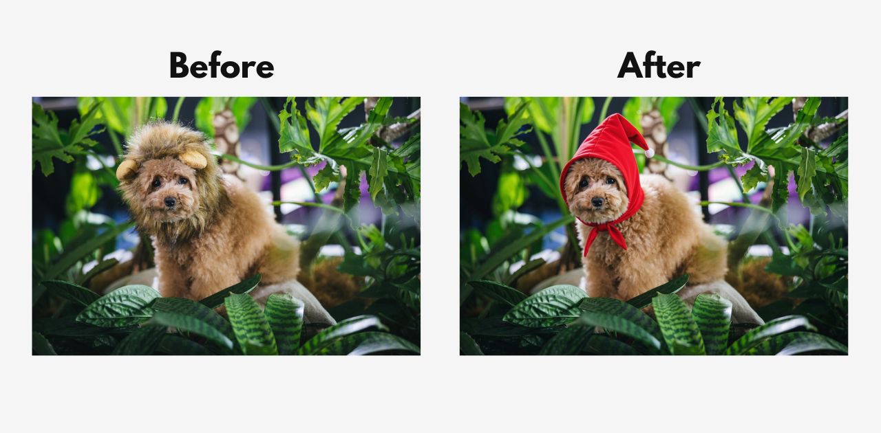 ライオンの被り物をした犬(Before)と、マジック加工で赤いずきんに差し替えた犬(After)の比較